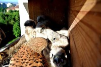 /album/a12-6-2013/krmeni-1-jpg1/